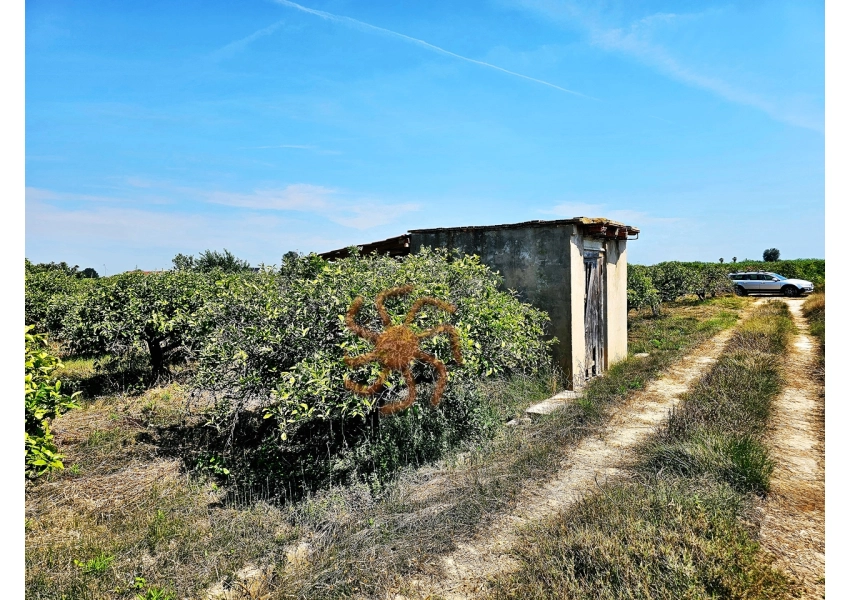 Sad pomarańczowy z budynkiem,  Cullera, Walencja